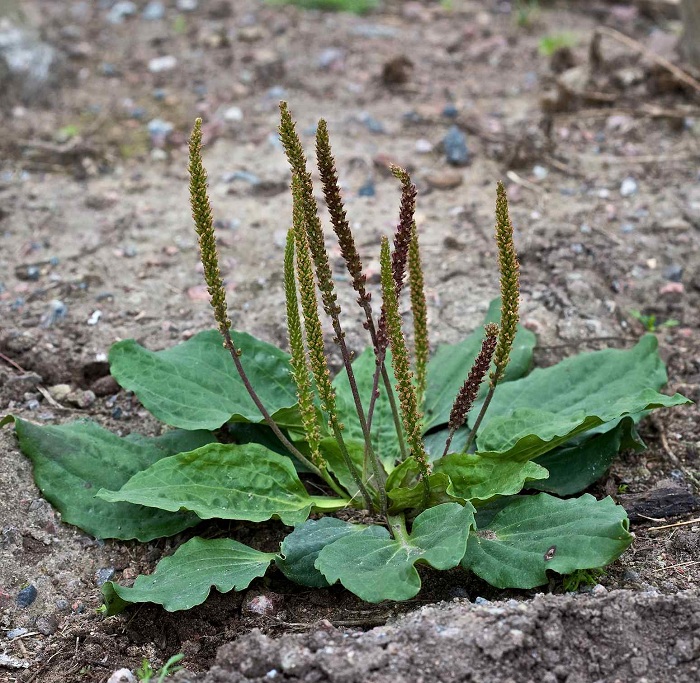 Plantago major